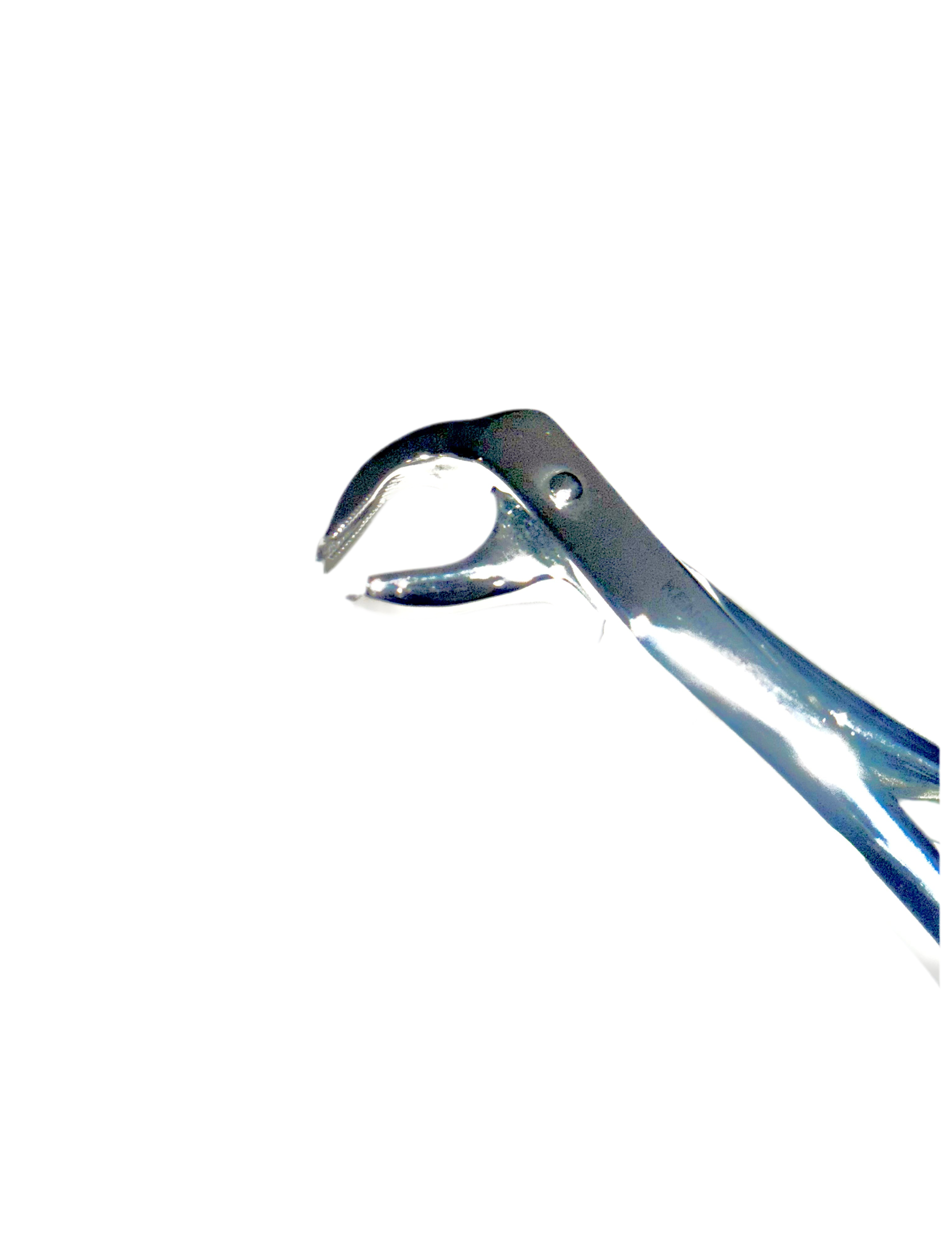 Lower Molar 