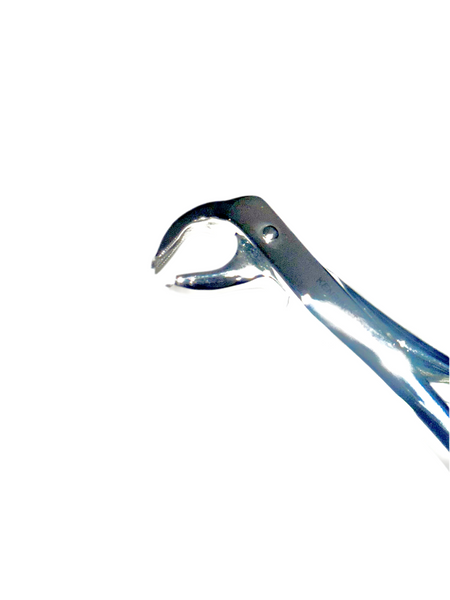 Lower Molar 