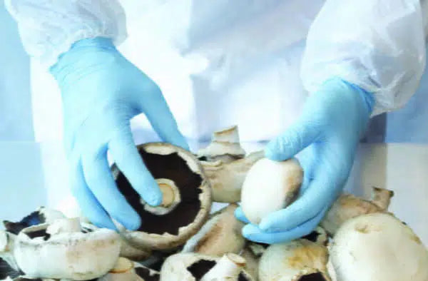 Latex free and powder free blue nitrile examination gloves suitable for sensitive skin and allergy prevention